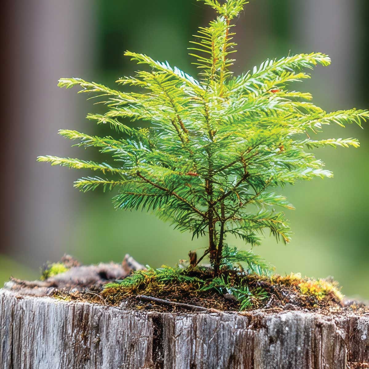 EGL Environment