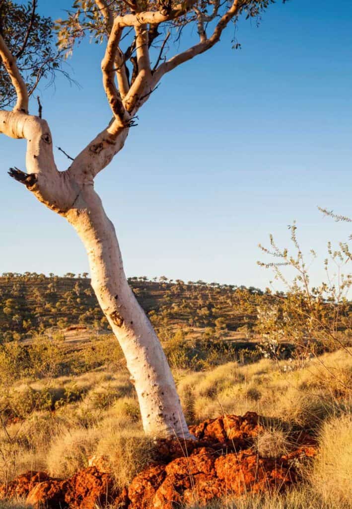 Ghost gum in the Pilbara region and how we are Protecting local flora and fauna with Mining Dust Collection Systems